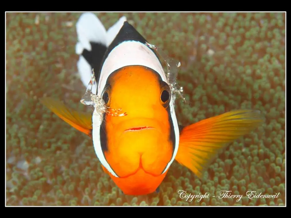 Anilao Macro Dive Media Highlight